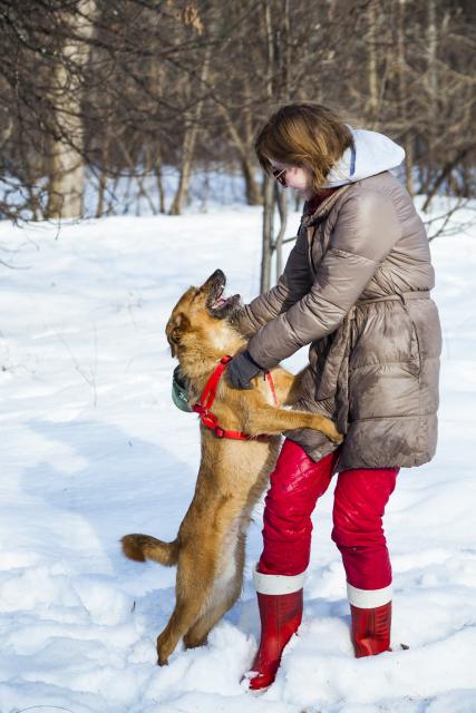 Dog Terry caută o casă