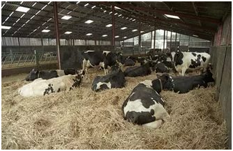 Зміст корів взимку - підготовка приміщення і особливості годування