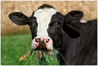 A tartalom a tehenek télen - tanterem és etetési gyakorlatát