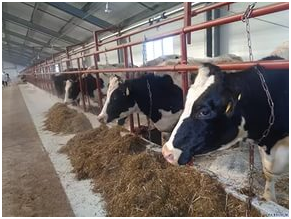 Зміст корів взимку - підготовка приміщення і особливості годування