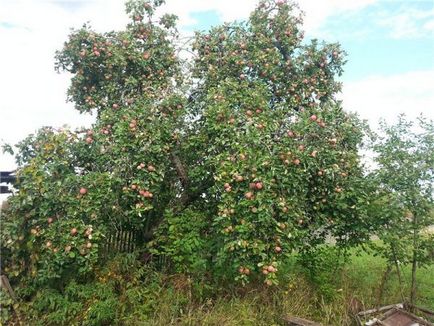 Varietate de stencil de mere sau descrierea descrierii varietății de dungi de toamnă, reguli de plantare și îngrijire