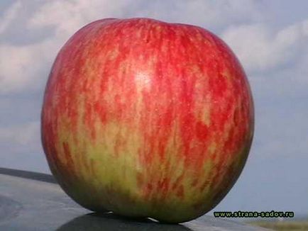 Varietate de stencil de mere (shtreyifling) fotografie, descriere și recenzii