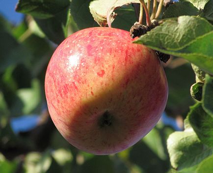 Сорт яблуні Штрейфлінг фото, відгуки, опис, характеристики