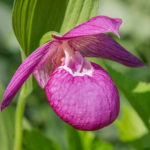 Спірея посадка і догляд фото сортів і опис розмноження живцями