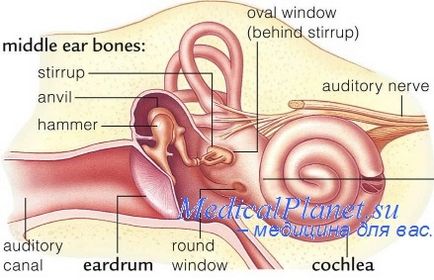 Funcția statică a urechii