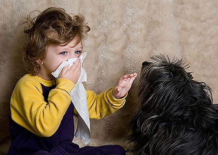 Üvegszálas tapéta allergia, a cég «alaxar»