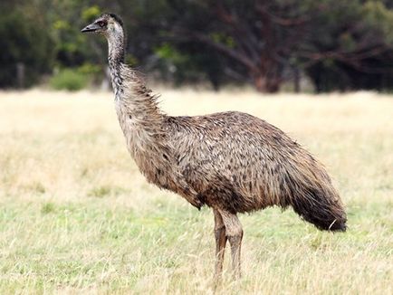 Strigo emu interesante fapte, fotografie, video