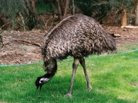 Strigo emu interesante fapte, fotografie, video