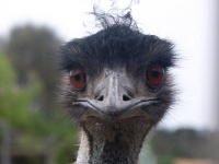 Emu érdekes tények, fotók, videók