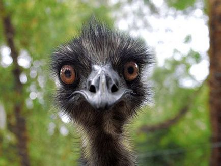 Strigo emu interesante fapte, fotografie, video