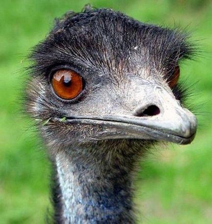 Emu érdekes tények, fotók, videók