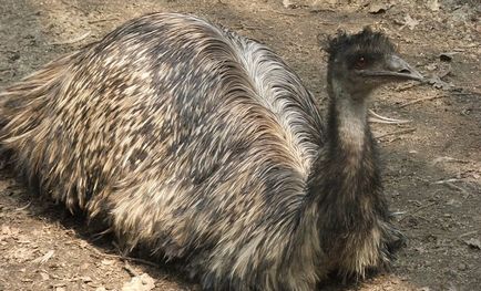 Oul emu-ului arată ca locul în care trăiește, reproducerea, fotografia