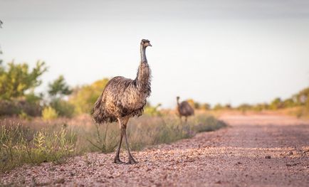Oul emu-ului arată ca locul în care trăiește, reproducerea, fotografia
