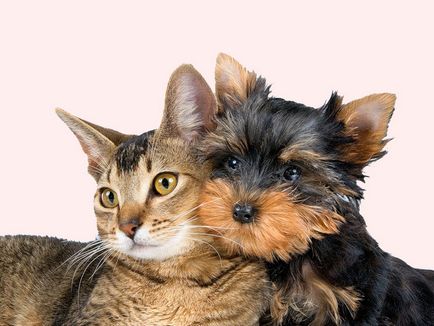 Îngrijirea și tăierea pisicilor și a câinilor de animale