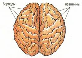 Structura cortexului cerebral și a cortexului cerebral