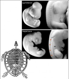 Будова статевої системи черепах - все про черепах і для черепах