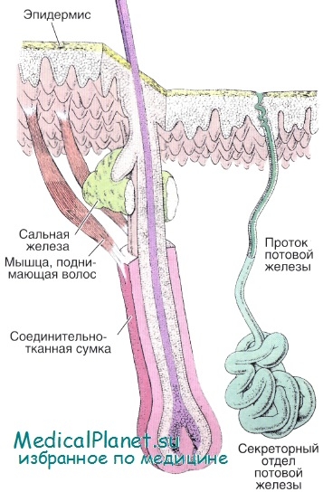 Structura părului