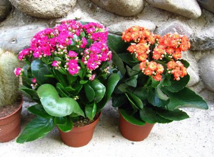 Calanchoe suculentă ce este, tip și fotografii, îngrijire și creștere acasă