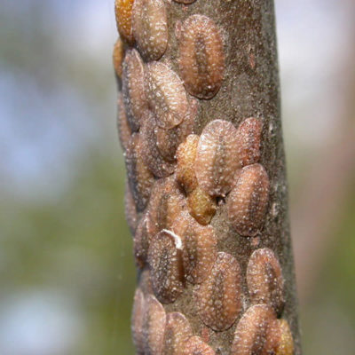 Calanchoe suculentă ce este, tip și fotografii, îngrijire și creștere acasă