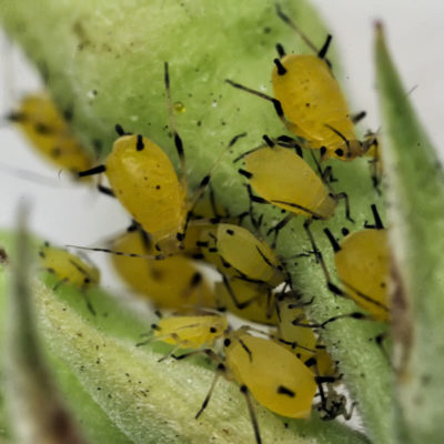 Zamatos Kalanchoe mi ez, és a különféle képek, a gondozás és az otthoni termesztés