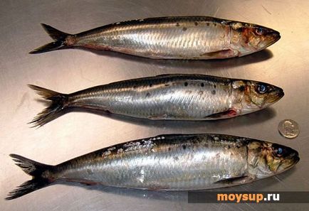 Supă din sardinele conservate - o rețetă simplă pentru un prânz rapid