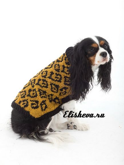 Pulover pentru chihuahua și alte rase mici de câini, ace tricotate, blog