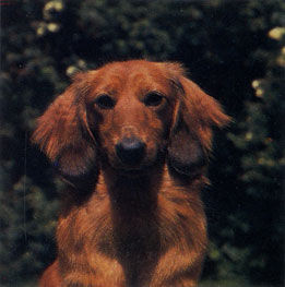 Dachshund 1988 Palmer J