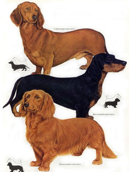 Dachshund 1988 Palmer J