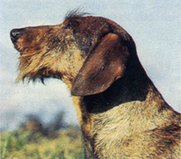 Dachshund 1988 Palmer J