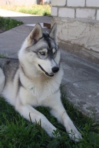 Furtunul din Husky