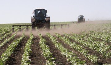 Tehnologia de cultivare a sfeclei de zahăr - sfaturile fermierilor cu experiență