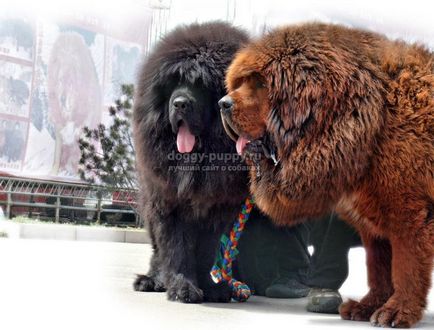 Tibetan Mastiff fotografie, preț și caracteristici