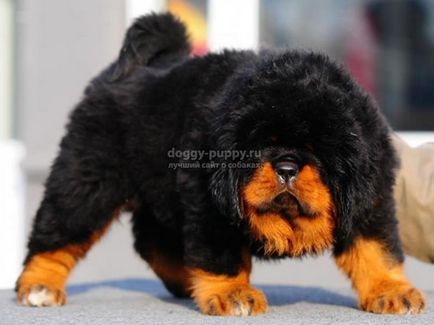 Tibetan Mastiff fotografie, preț și caracteristici