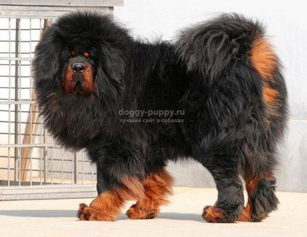 Tibetan Mastiff fotografie, preț și caracteristici