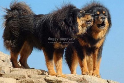 Tibetan Mastiff fotografie, preț și caracteristici