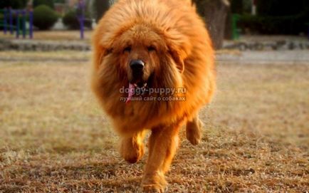 Tibetan Mastiff fotografie, preț și caracteristici