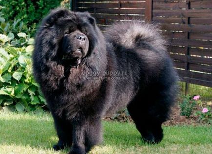 Tibetan Mastiff fotografie, preț și caracteristici