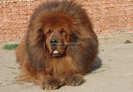 Tibetan Mastiff fotografie, preț și caracteristici