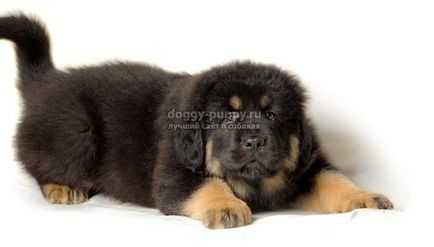 Tibetan Mastiff fotografie, preț și caracteristici