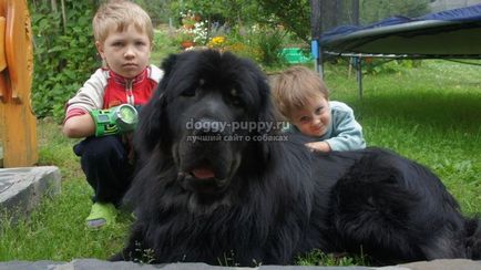 Tibetan Mastiff fotografie, preț și caracteristici