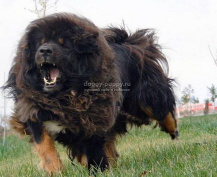 Tibetan Mastiff fotografie, preț și caracteristici