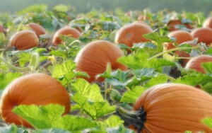 Pumpkin unele sfaturi pentru creștere și îngrijire