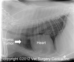 Thymoma kutyák és macskák