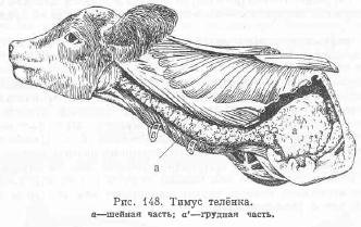 Thymus - totul despre animale