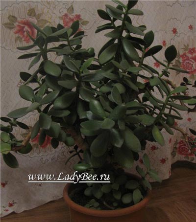 Crassula vagy Money Tree (Crassula), magvak