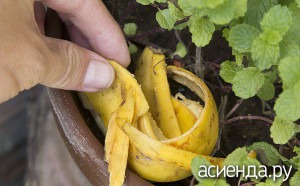 Îngrășăminte din coaja de banane