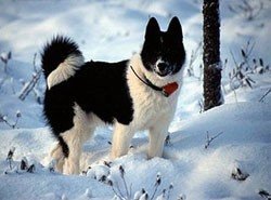 Câine universală de câini de vânătoare