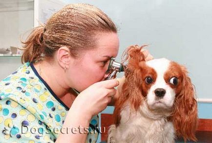 Вушний кліщ у собак (вушна короста, отодектоз собак) симптоми, лікування, профілактика