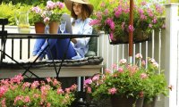 Îngrijire pentru geraniums cum să crească un geranium frumos pe o reparație balcon în fiecare casă