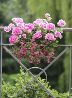 Îngrijire pentru geraniums cum să crească un geranium frumos pe o reparație balcon în fiecare casă